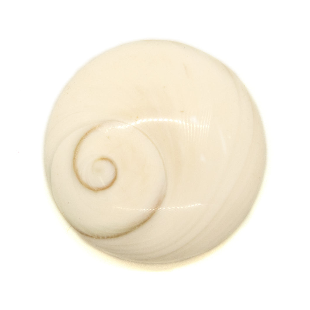 Operculum Shell