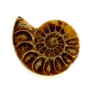 Ammonite Fossil Chakra stone