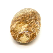Load image into Gallery viewer, Fossil Coral Pillow Palm