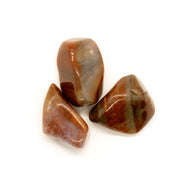 Petrified Wood Tumbled Stone